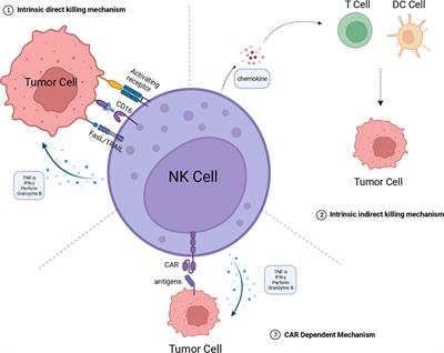 Synergistic treatment strategy: combining CAR-NK cell therapy and radiotherapy to combat solid tumors